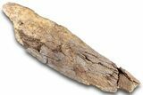 Fossil Dinosaur Bone - Wyoming #265596-1